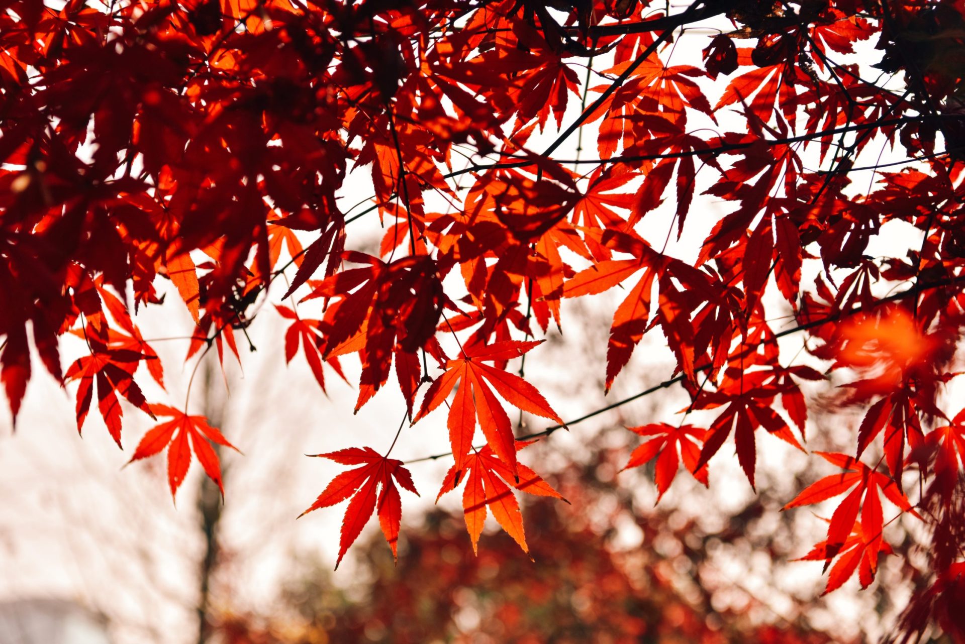 Ubuntu搭建Nginx-Nextcloud环境